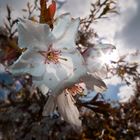 Japanische Kirschblüte