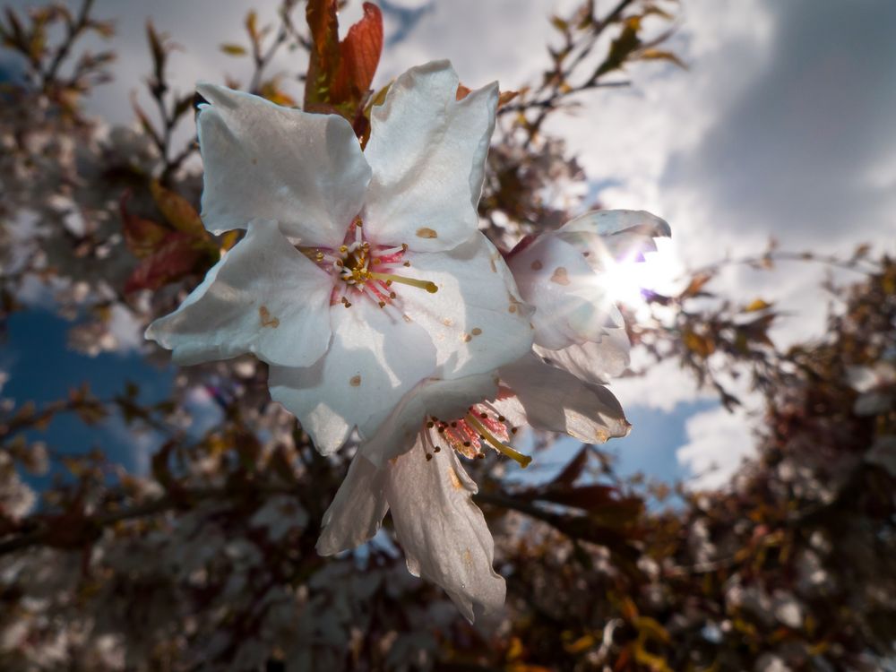 Japanische Kirschblüte von photoweise 