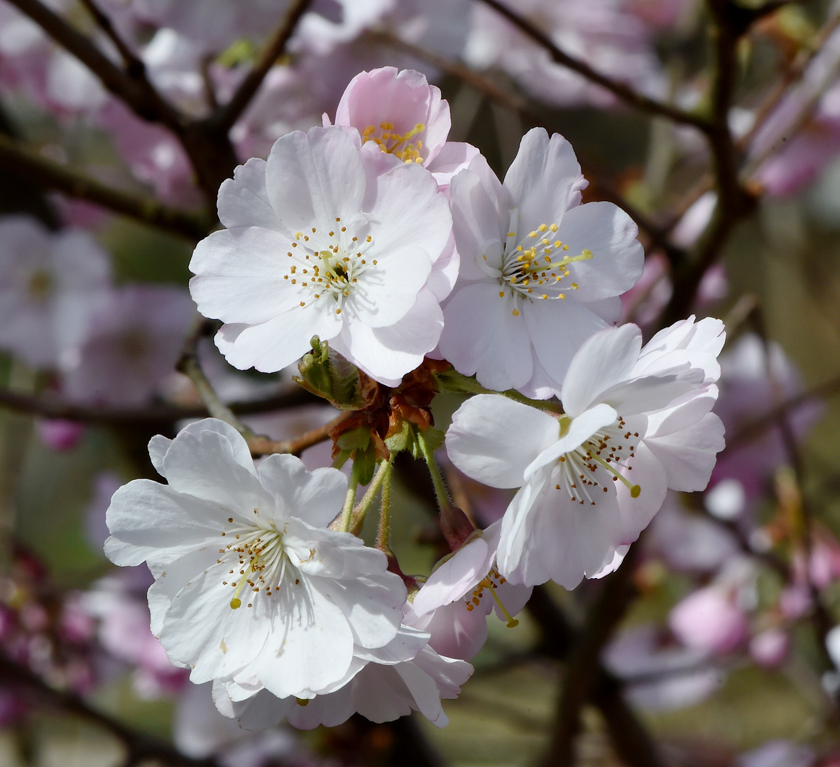 Japanische Kirschblüte