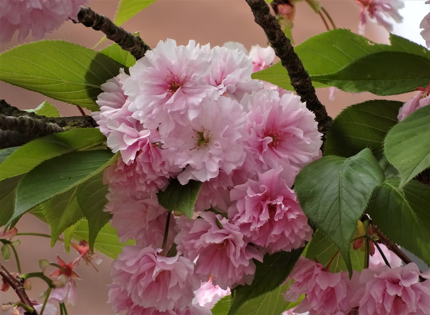 Japanische Kirschblüte als Mittwochsblümchen