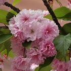 Japanische Kirschblüte als Mittwochsblümchen