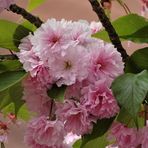 Japanische Kirschblüte als Mittwochsblümchen