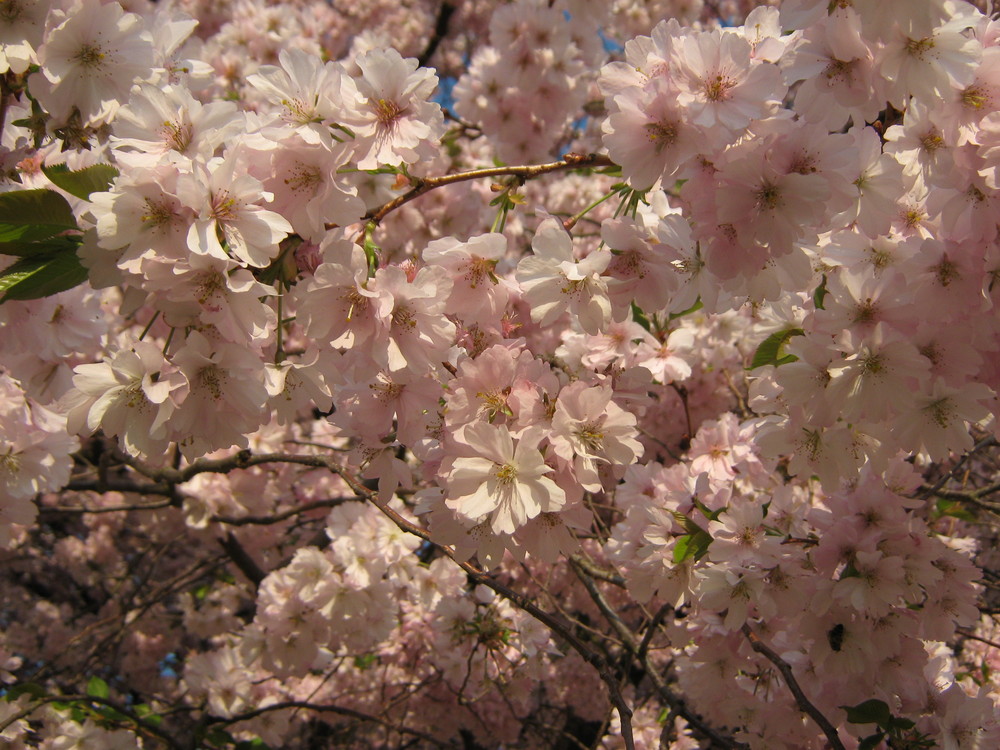 Japanische Kirschblüte anfang April 2009 in Kassel