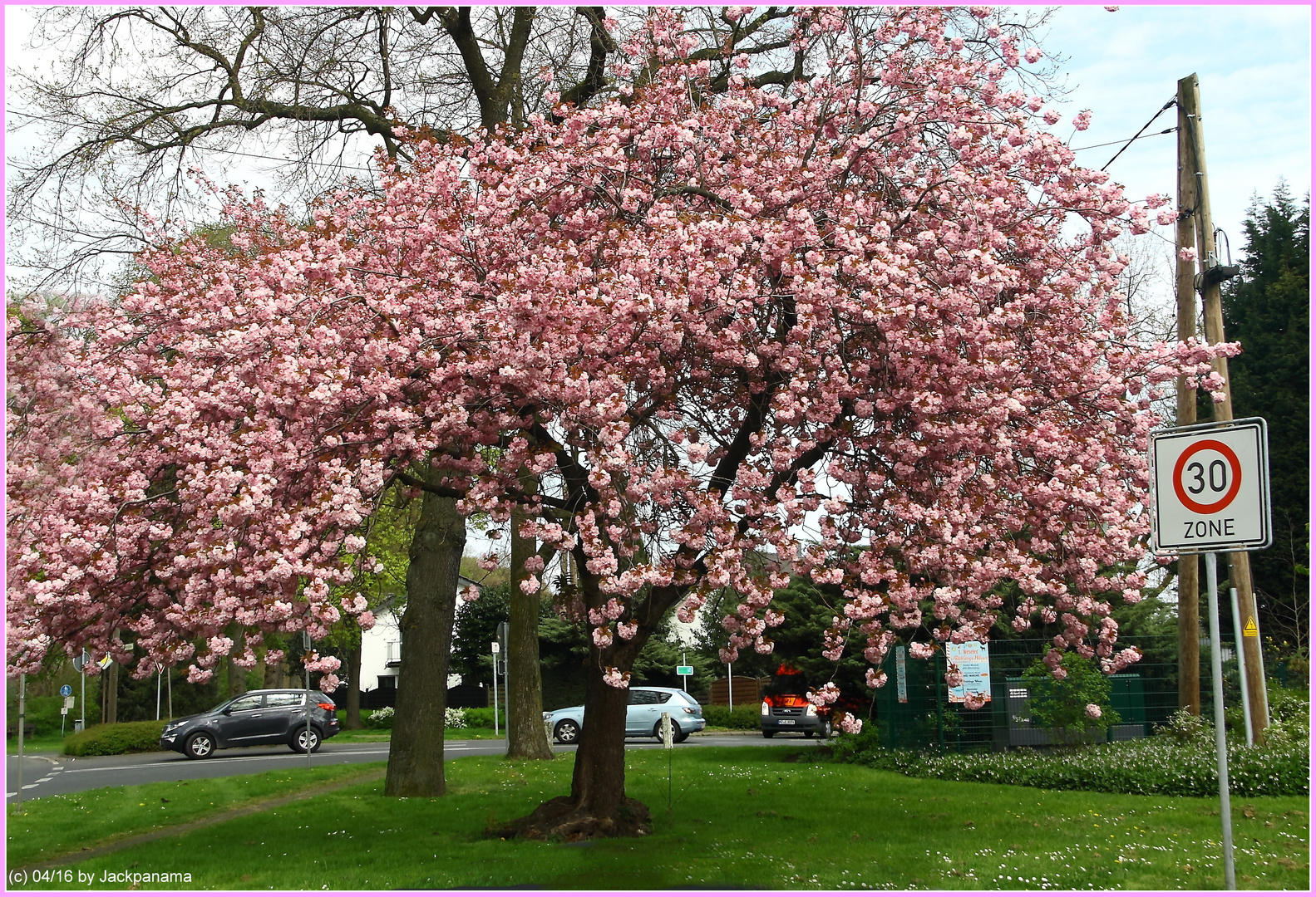 Japanische Kirschblüte auch am Lauerhaas in Wesel