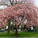 Japanische Kirschblüte auch am Lauerhaas in Wesel