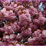 Japanische Kirschblüte auch am Lauerhaas in Wesel