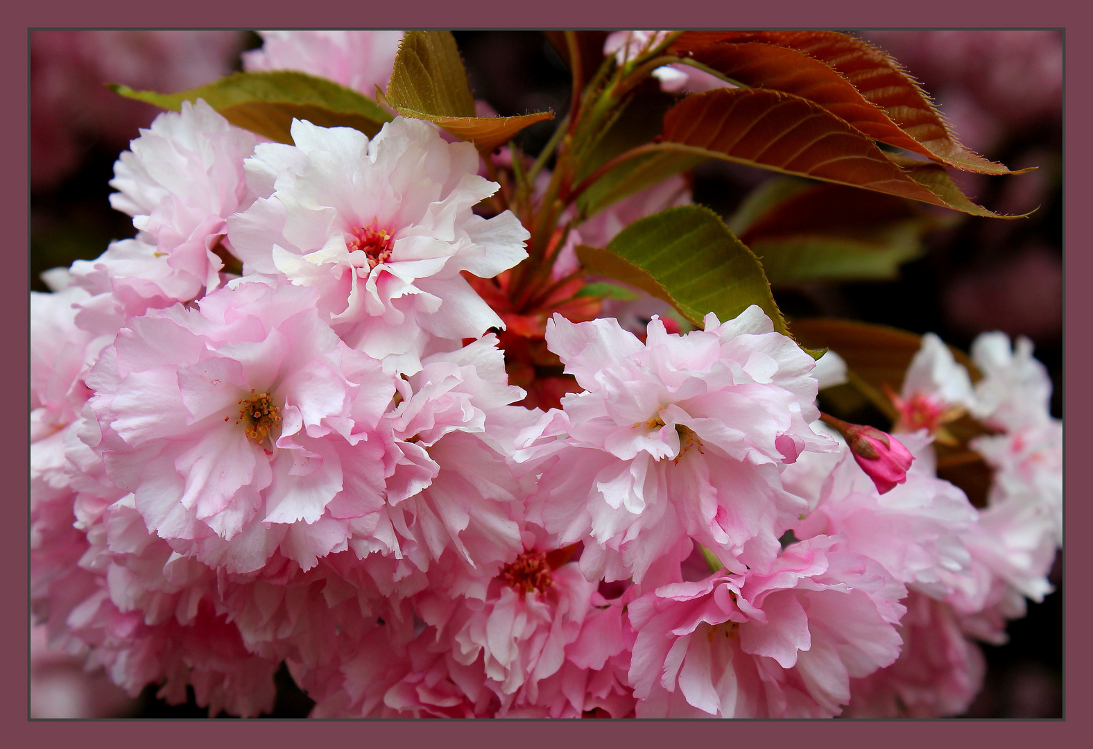 Japanische-kirschblüte