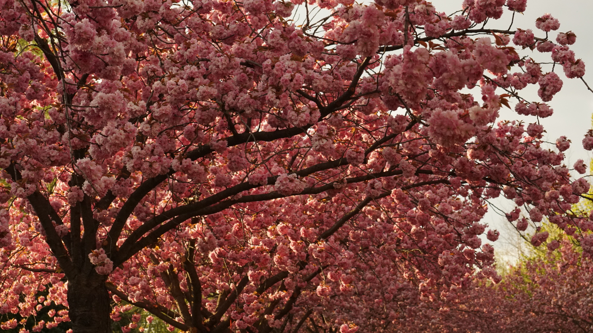 Japanische Kirschblüte