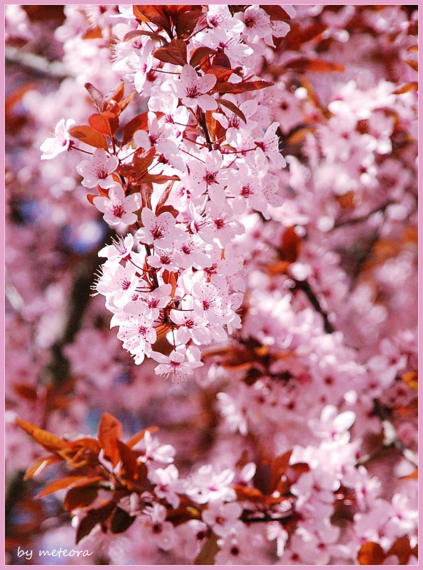 Japanische Kirschblüte