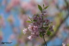 Japanische Kirschblüte