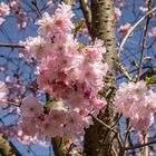 Japanische Kirschblüte