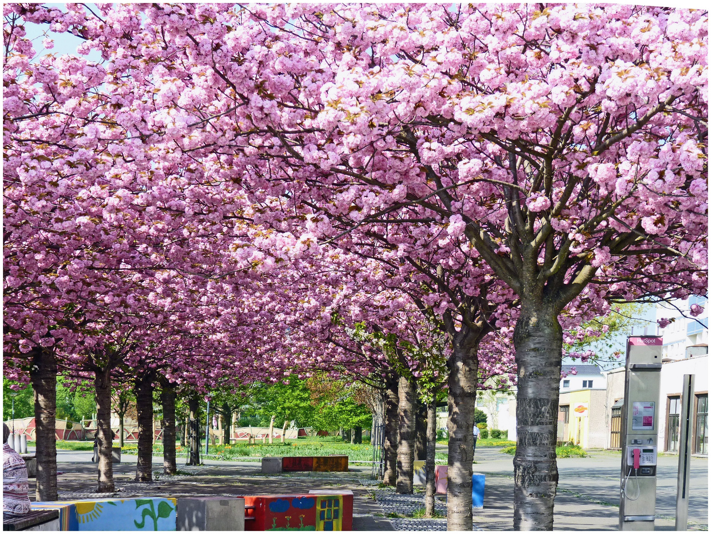 Japanische Kirschblüte