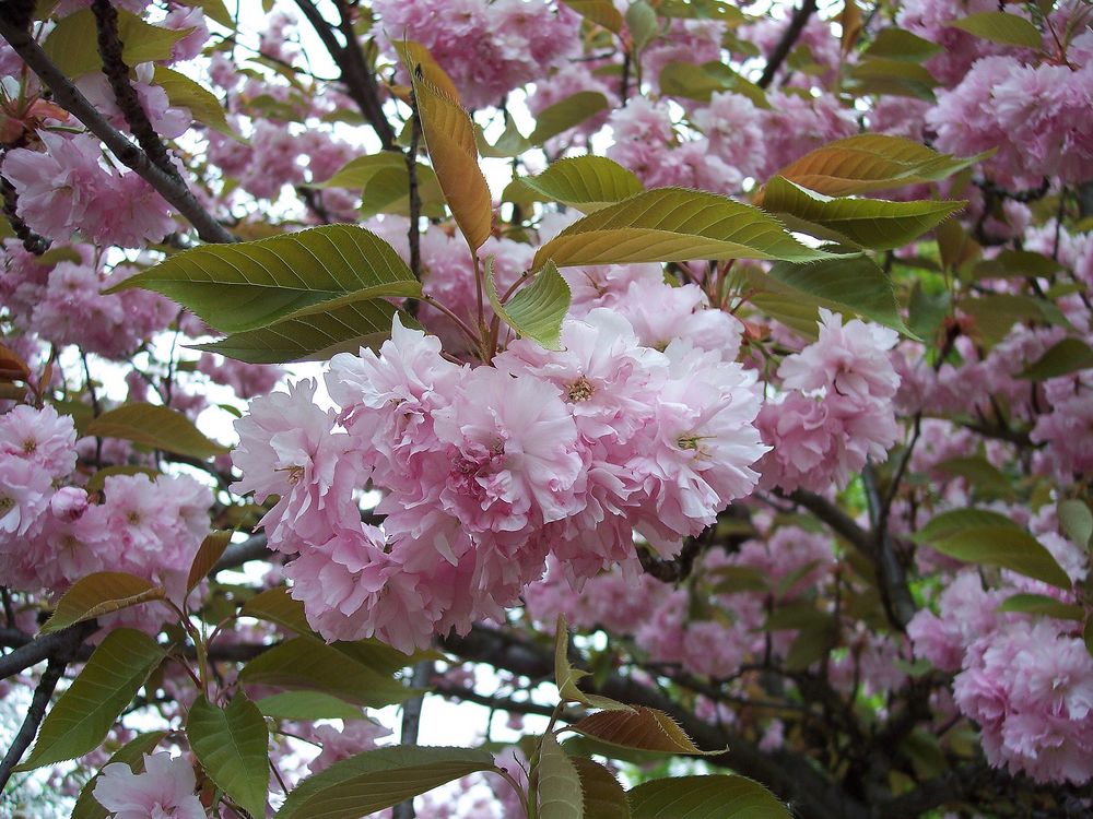 japanische Kirschblüte