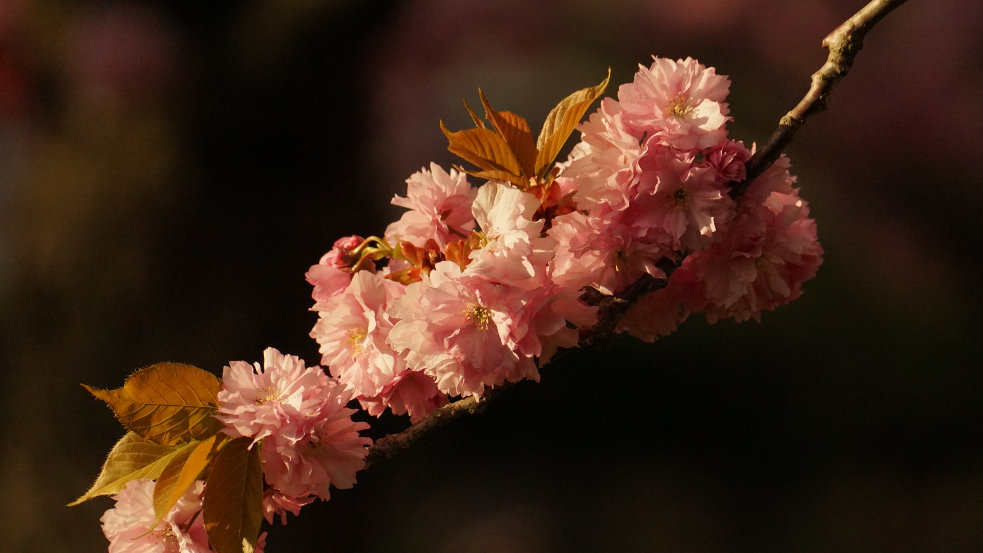 Japanische Kirschblüte