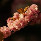 Japanische Kirschblüte