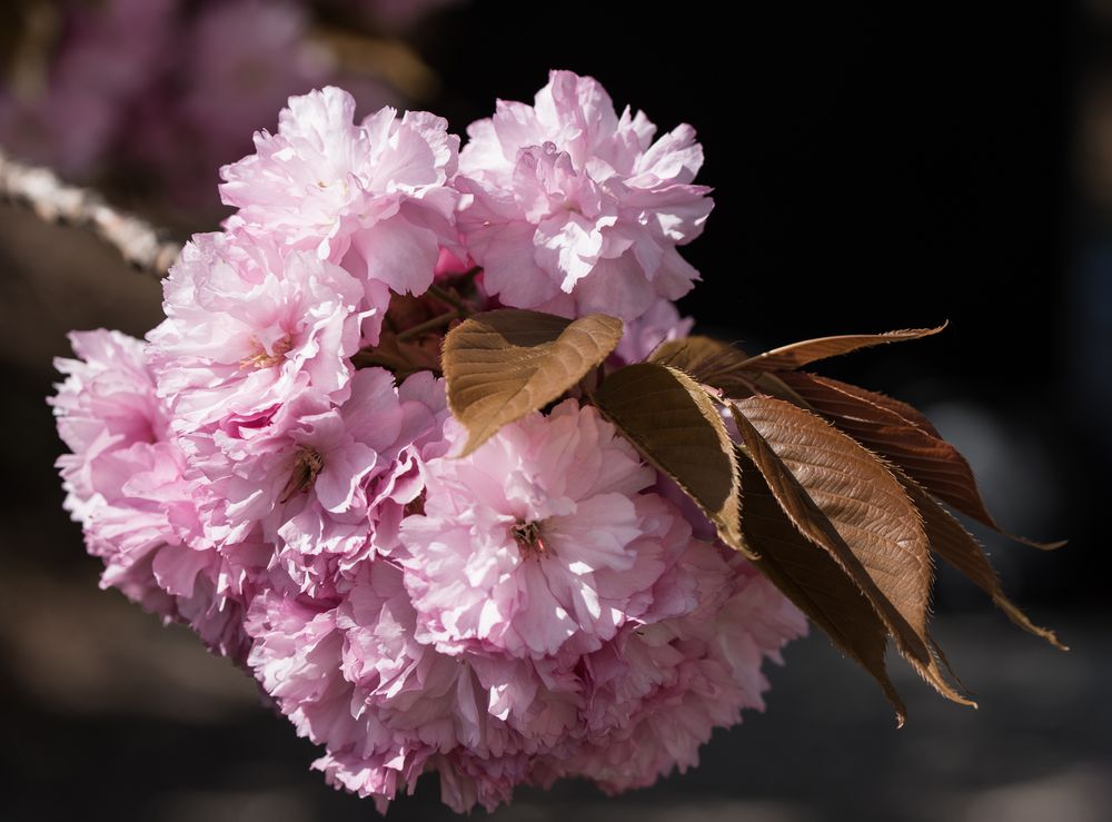 japanische Kirschblüte