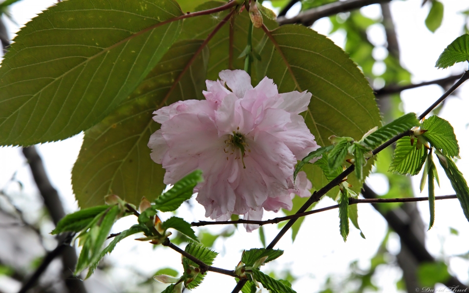 Japanische Kirschbluete