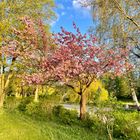 Japanische Kirschblüte