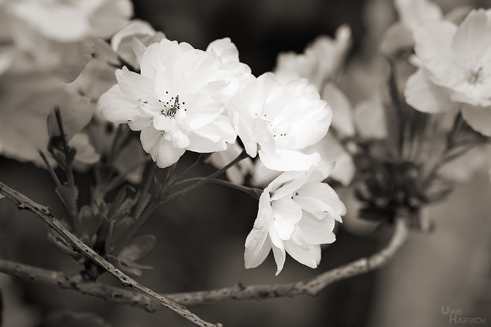 Japanische Kirschblüte