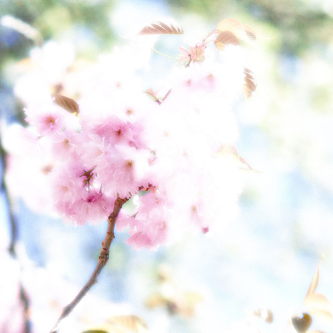 Japanische Kirschblüte