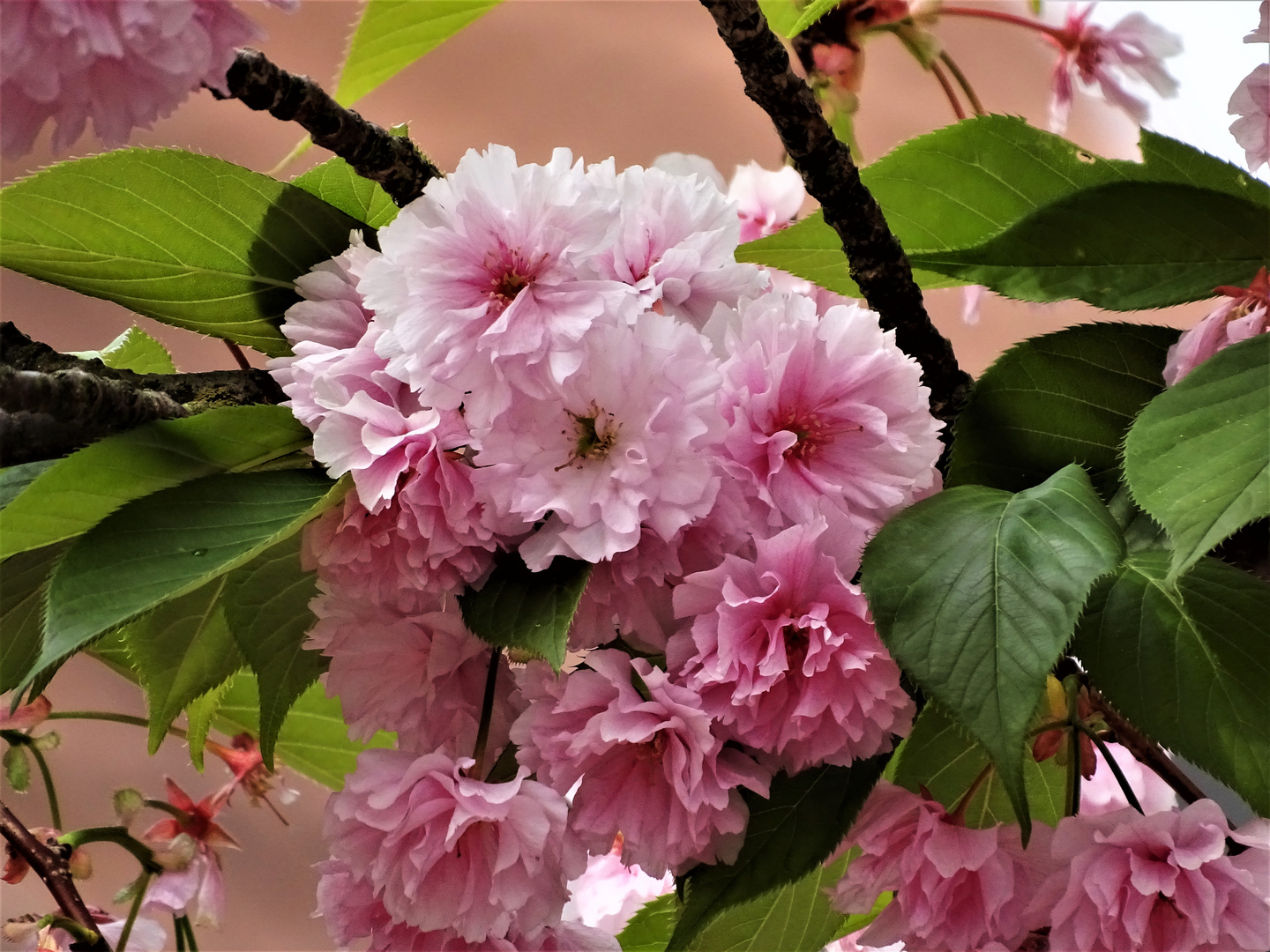 Japanische Kirschblüte