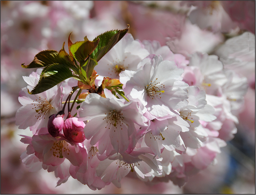 Japanische Kirschblüte