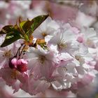 Japanische Kirschblüte