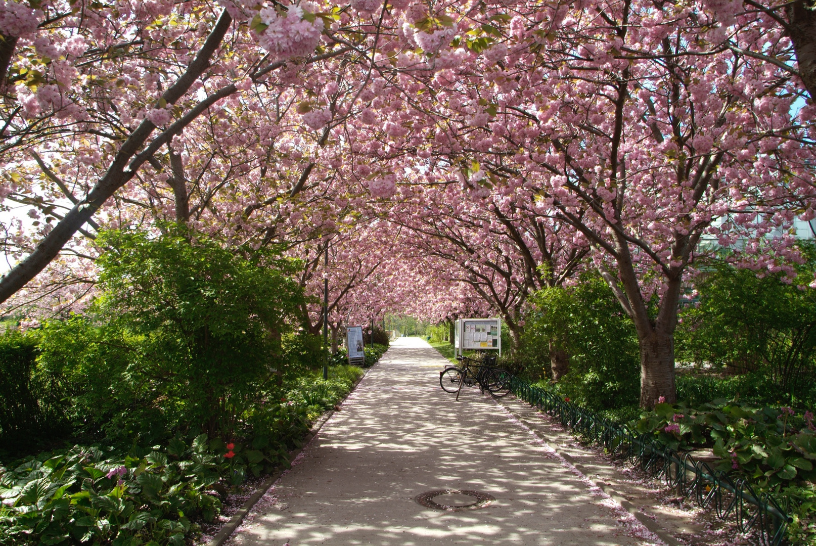 japanische Kirschblüte im „Botanischen Garten“ in Rostock