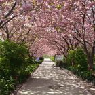 japanische Kirschblüte im „Botanischen Garten“ in Rostock