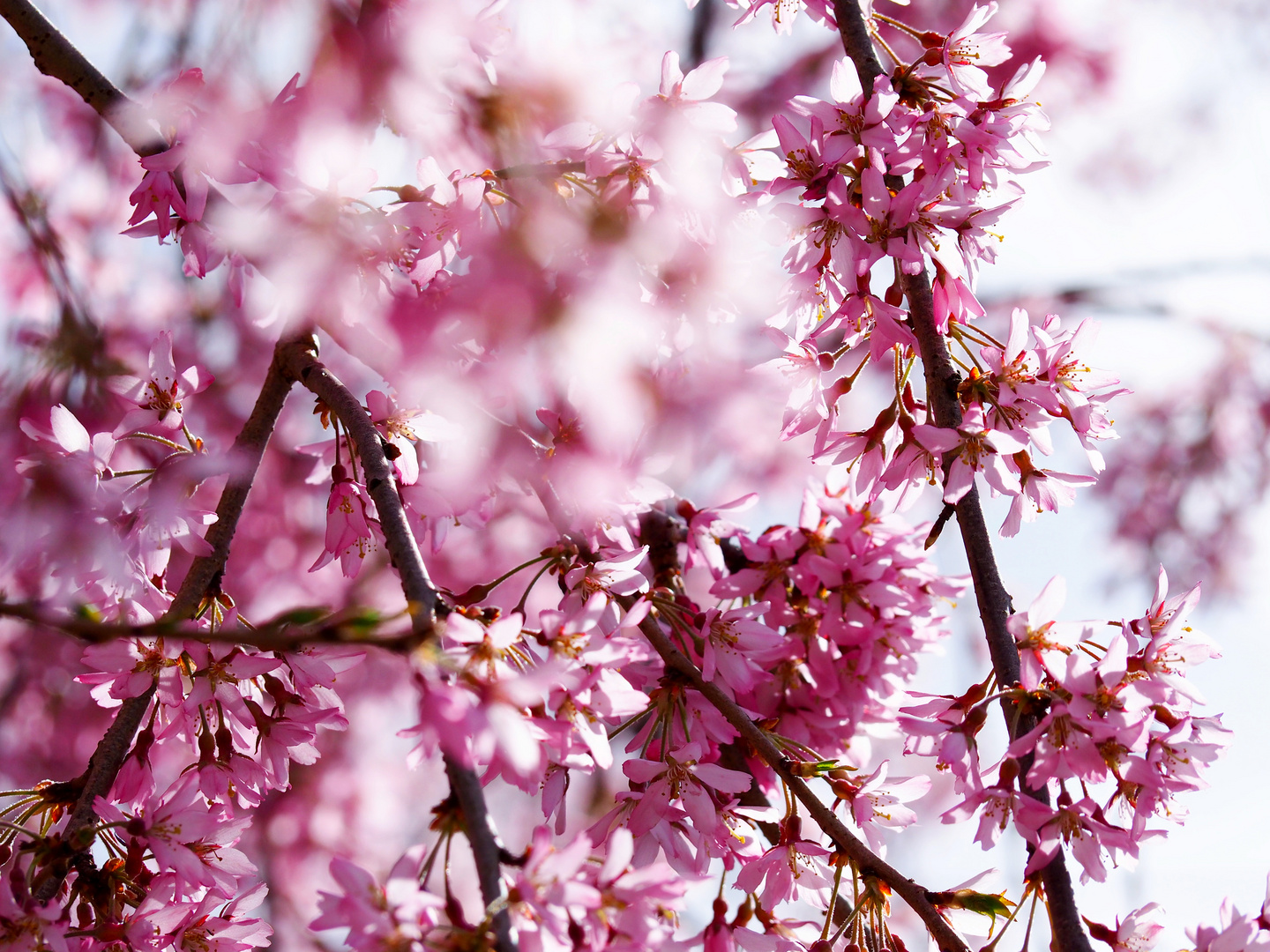 Japanische Kirschblüte im Frühling