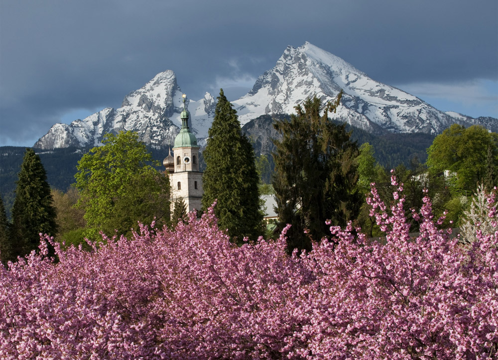 Japanische Kirschblüte im Kurgarten von Berchtesgaden
