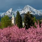 Japanische Kirschblüte im Kurgarten von Berchtesgaden