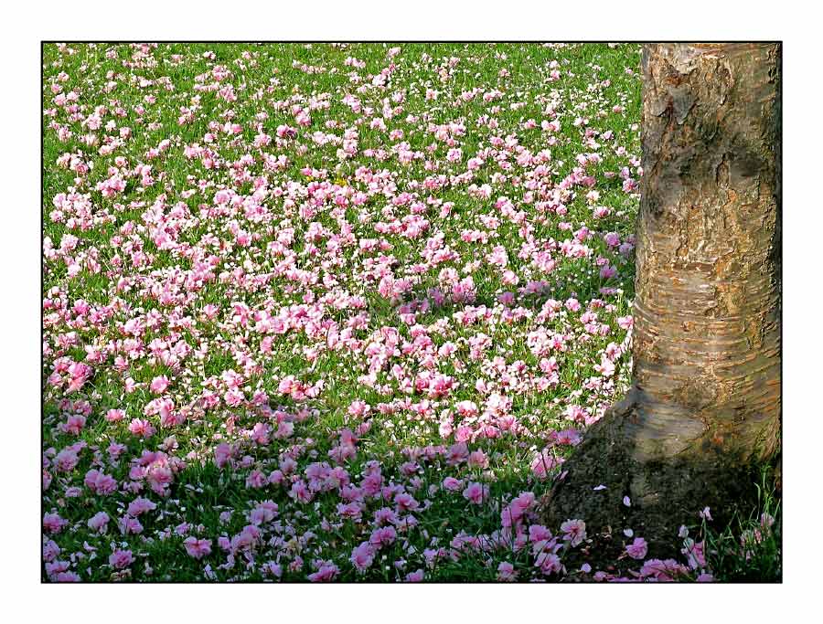 Japanische Kirschblüte im Thurgau