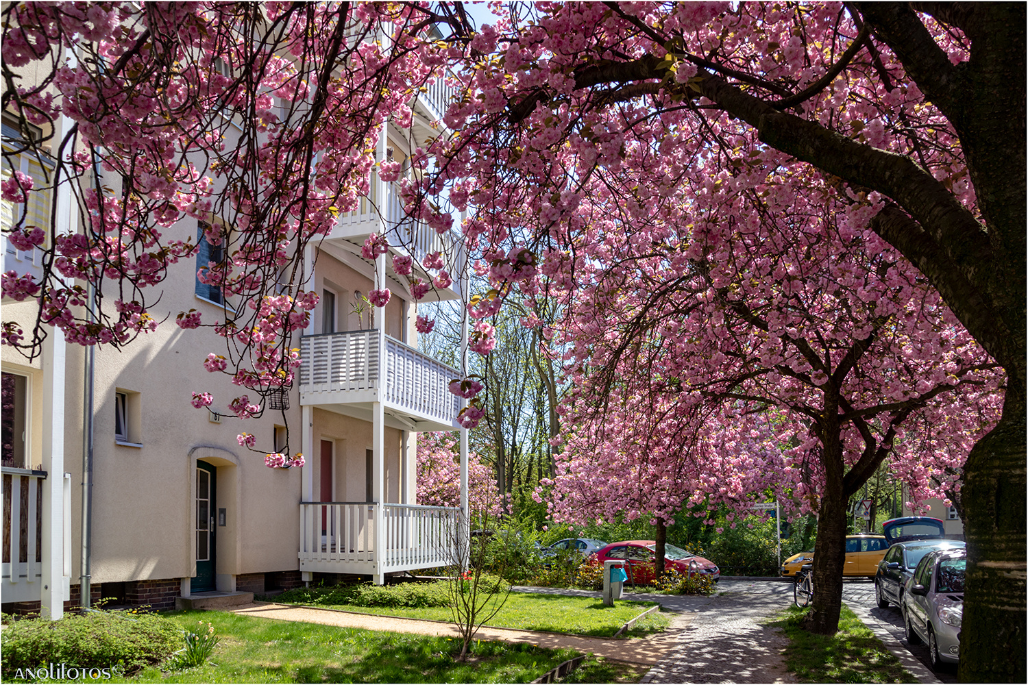 Japanische Kirschblüte in Berlin