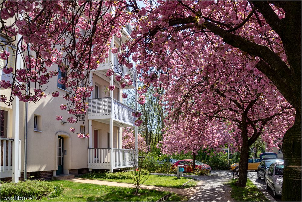 Japanische Kirschblüte in Berlin