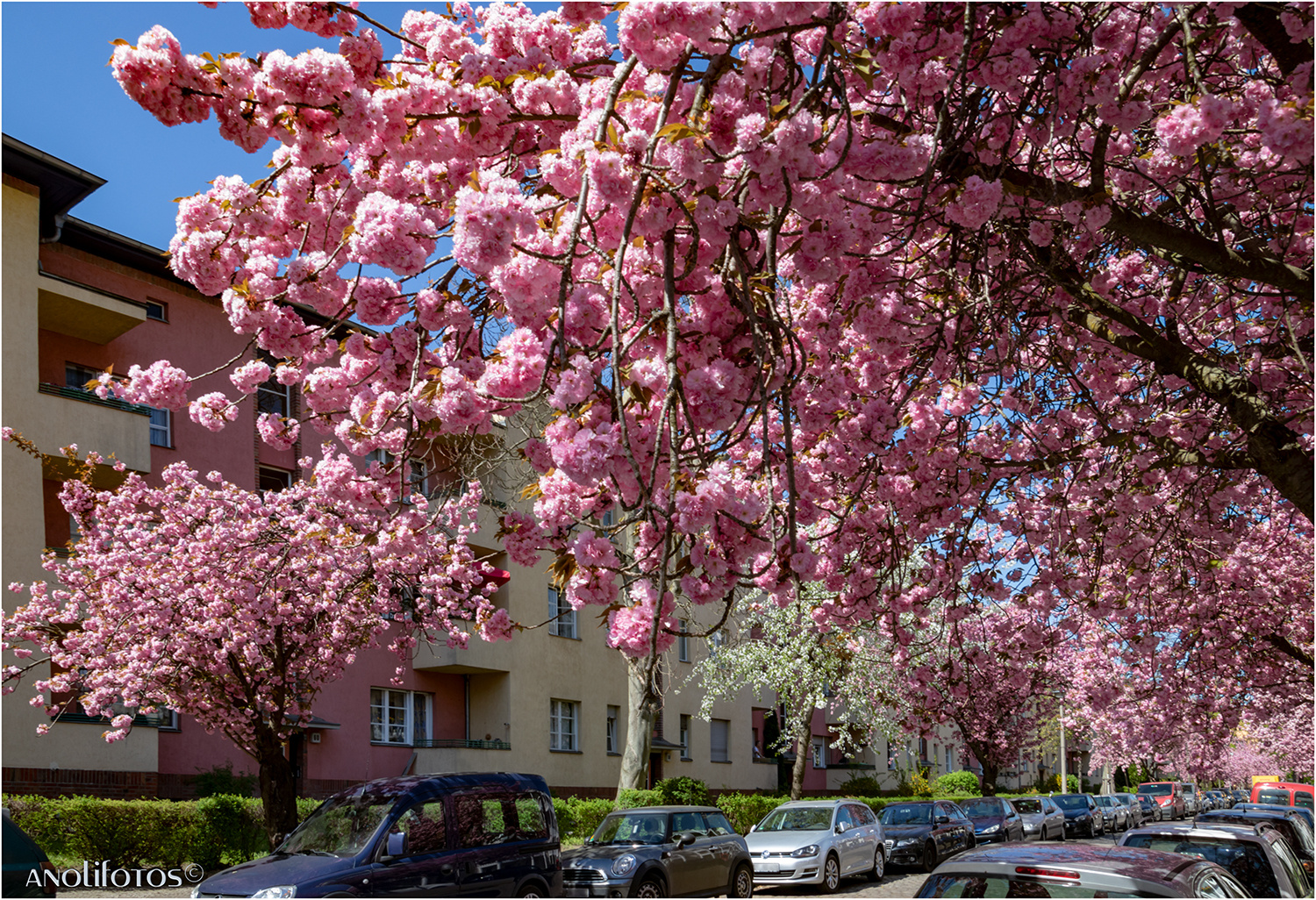 Japanische Kirschblüte in Berlin (2)