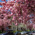 Japanische Kirschblüte in Berlin (2)