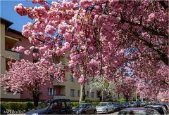 Japanische Kirschblüte in Berlin (2)