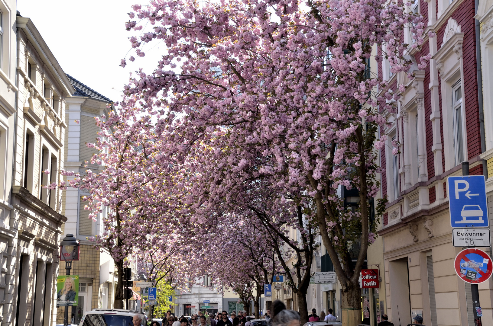 Japanische Kirschblüte in Bonn 2