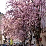Japanische Kirschblüte in Bonn 2