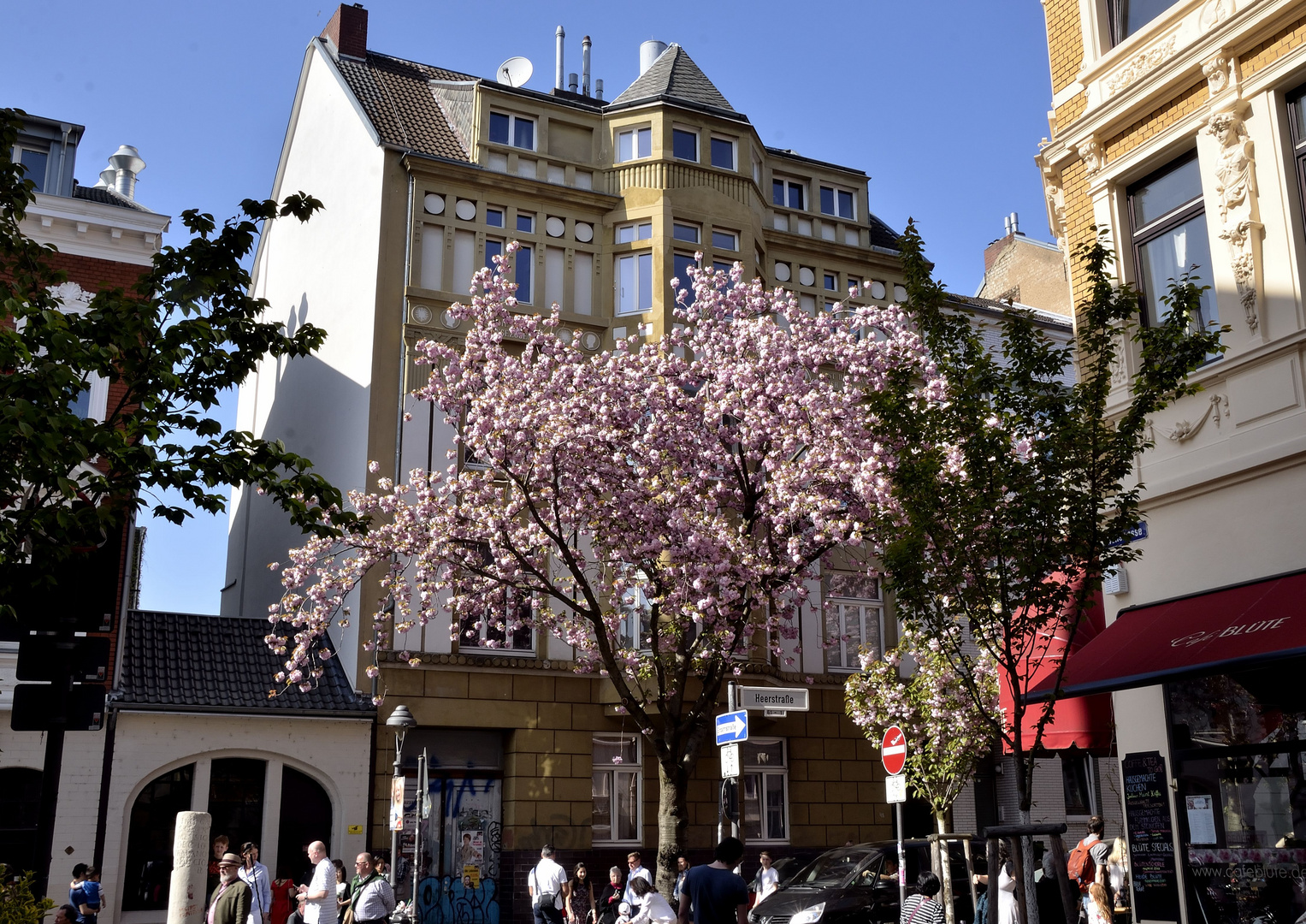 Japanische Kirschblüte in Bonn 3