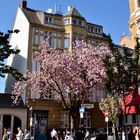 Japanische Kirschblüte in Bonn 3