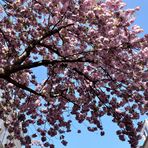 Japanische Kirschblüte in Bonn 4