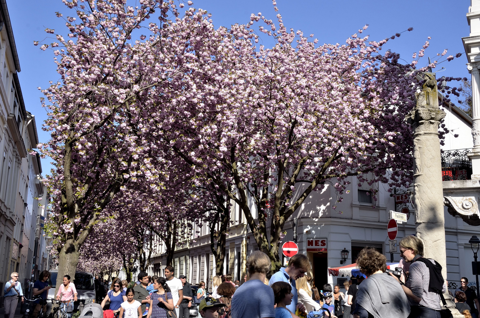 Japanische Kirschblüte in Bonn 5