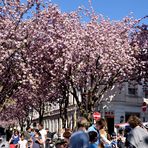 Japanische Kirschblüte in Bonn 5