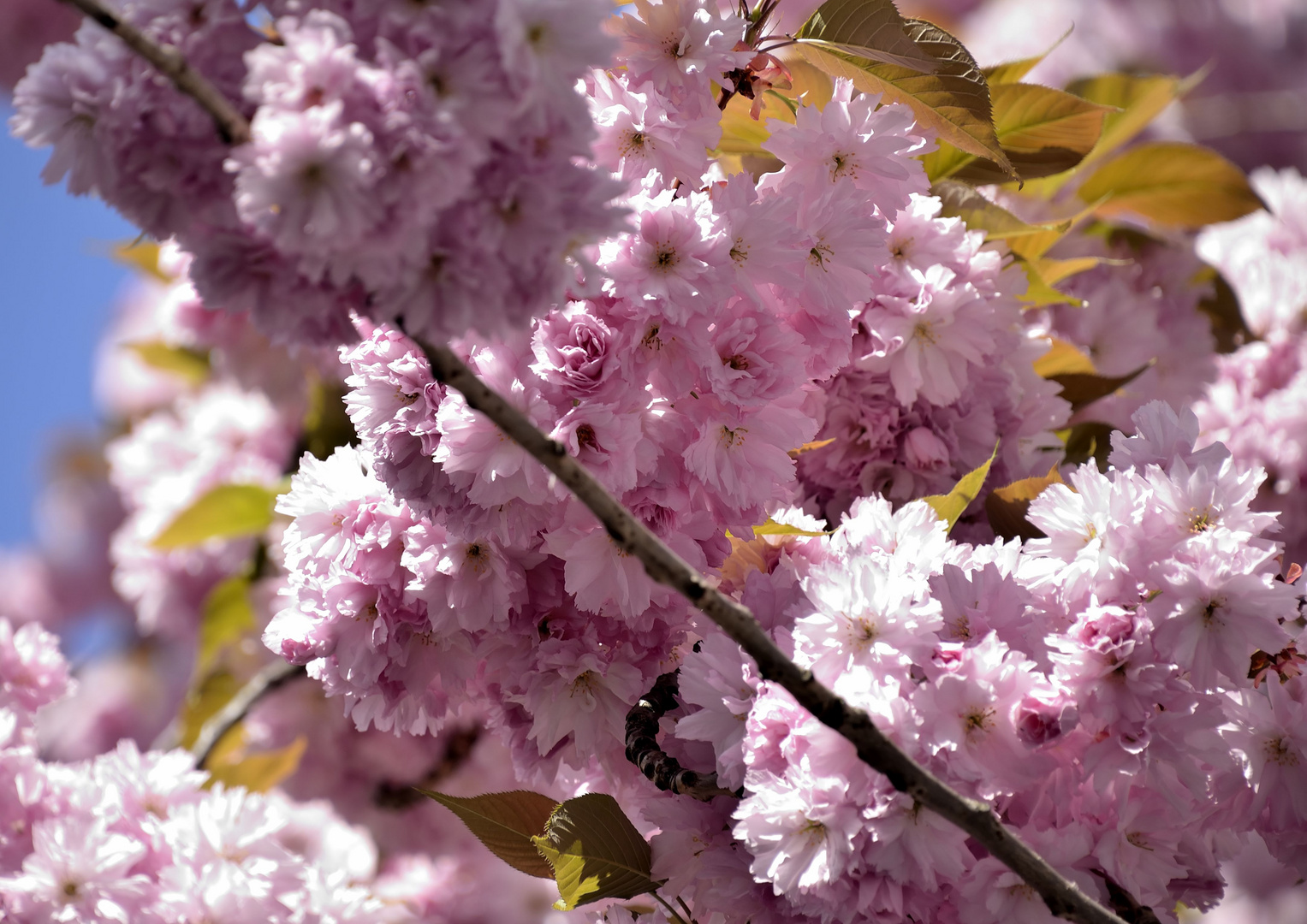 Japanische Kirschblüte in Bonn 6