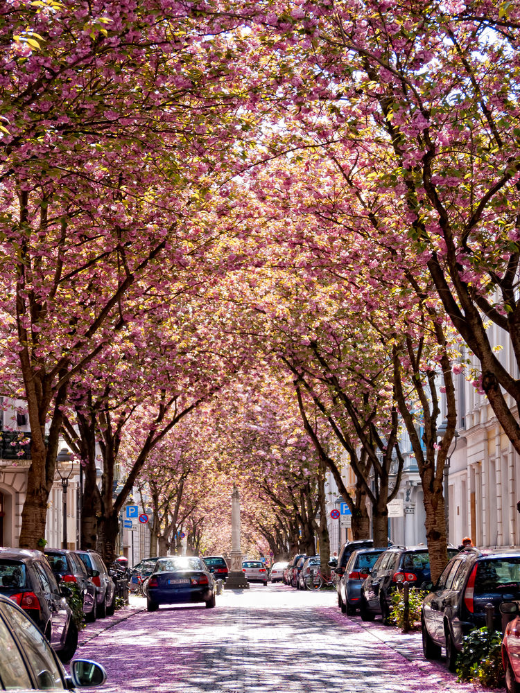 Japanische Kirschblüte in Bonn