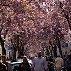 Japanische Kirschblüte in Bonn.....