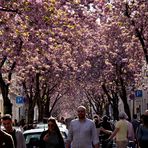 Japanische Kirschblüte in Bonn.....