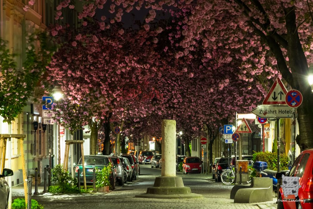 Japanische Kirschblüte in Bonn